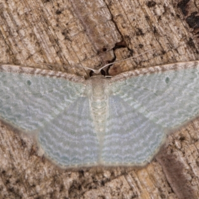 Poecilasthena pulchraria (Australian Cranberry Moth) at Melba, ACT - 28 Jan 2022 by kasiaaus