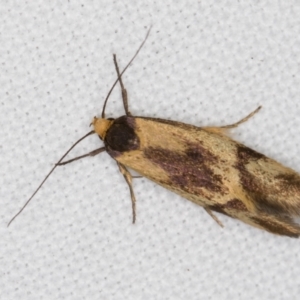 Isomoralla pyrrhoptera at Melba, ACT - 28 Jan 2022