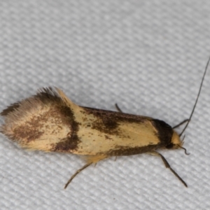 Isomoralla pyrrhoptera at Melba, ACT - 28 Jan 2022