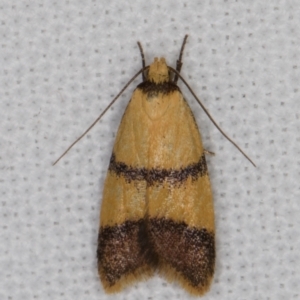 Heteroteucha translatella at Melba, ACT - 28 Jan 2022