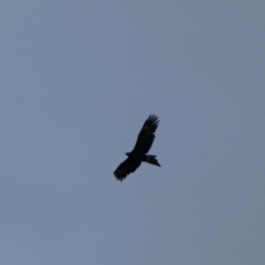 Aquila audax (Wedge-tailed Eagle) at Burra, NSW - 27 Mar 2022 by SteveBorkowskis