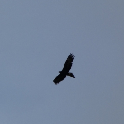 Aquila audax (Wedge-tailed Eagle) at Burra, NSW - 27 Mar 2022 by SteveBorkowskis