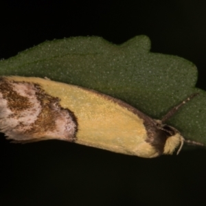 Chrysonoma catoptrina at Melba, ACT - 28 Jan 2022 01:31 AM