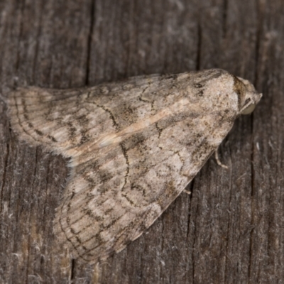 Calathusa sp nr dispila at Melba, ACT - 28 Jan 2022 by kasiaaus