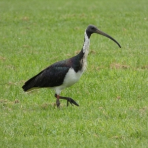 Threskiornis spinicollis at Queanbeyan East, NSW - 28 Mar 2022