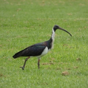 Threskiornis spinicollis at Queanbeyan East, NSW - 28 Mar 2022