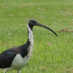 Threskiornis spinicollis at Queanbeyan East, NSW - 28 Mar 2022