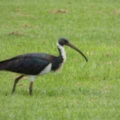 Threskiornis spinicollis at Queanbeyan East, NSW - 28 Mar 2022