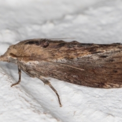 Galleria mellonella (Greater Wax Moth) at Melba, ACT - 28 Jan 2022 by kasiaaus