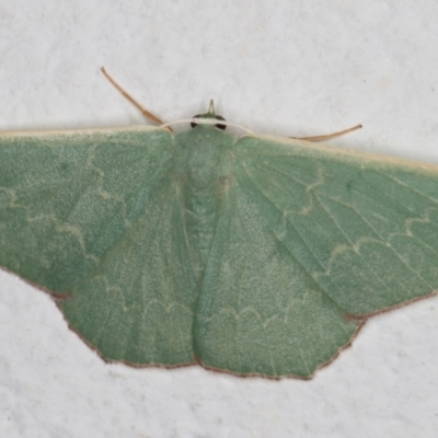 Prasinocyma undescribed species MoV1 (An Emerald moth) at Melba, ACT - 28 Jan 2022 by kasiaaus