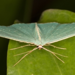 Chlorocoma vertumnaria at Melba, ACT - 28 Jan 2022