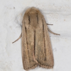 Leucania diatrecta (A Noctuid moth) at Melba, ACT - 28 Jan 2022 by kasiaaus