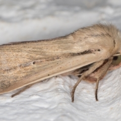 Leucania diatrecta at Melba, ACT - 28 Jan 2022 11:52 PM