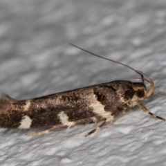 Macrobathra leucopeda (A Gelechioid moth) at Melba, ACT - 29 Jan 2022 by kasiaaus