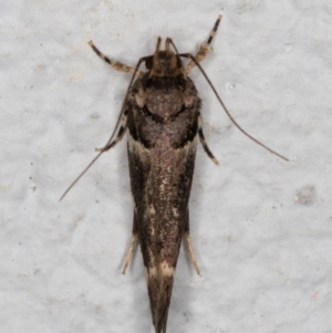 Macrobathra leucopeda at Melba, ACT - 29 Jan 2022