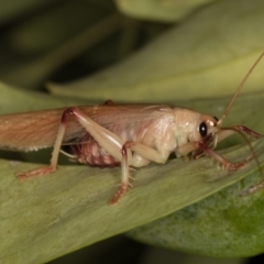 Gryllacrididae (family) at Melba, ACT - 29 Jan 2022