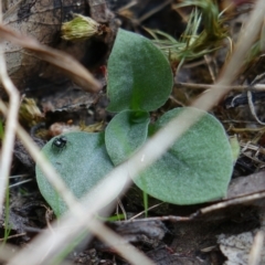 Diplodium sp. (A Greenhood) at Molonglo Valley, ACT - 27 Mar 2022 by RobG1