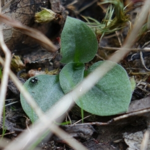 Diplodium sp. at Molonglo Valley, ACT - 27 Mar 2022