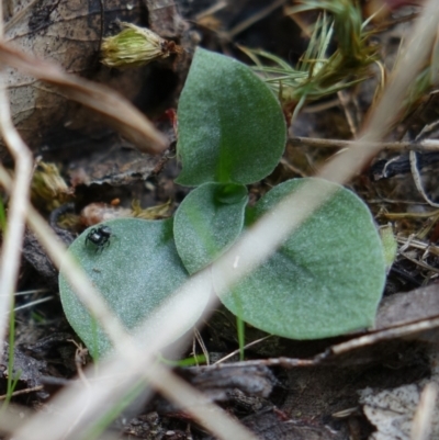 Diplodium sp. (A Greenhood) at Molonglo Valley, ACT - 27 Mar 2022 by RobG1