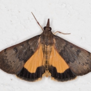 Uresiphita ornithopteralis at Melba, ACT - 29 Jan 2022 10:19 PM