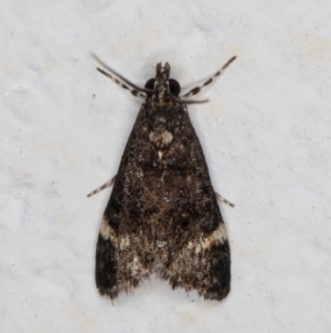 Heliothela ophideresana at Melba, ACT - 29 Jan 2022