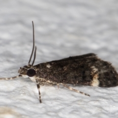 Heliothela ophideresana at Melba, ACT - 29 Jan 2022