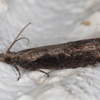 Strepsicrates infensa (an Olethreutine moth) at Melba, ACT - 29 Jan 2022 by kasiaaus