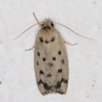 Ericibdela delotis (A Concealer moth (Wingia group)) at Melba, ACT - 30 Jan 2022 by kasiaaus