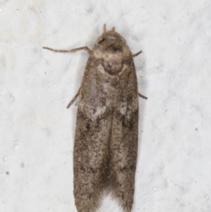 Blastobasis (genus) at Melba, ACT - 30 Jan 2022