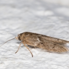 Blastobasis (genus) at Melba, ACT - 30 Jan 2022