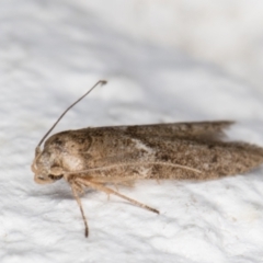 Blastobasis (genus) at Melba, ACT - 30 Jan 2022