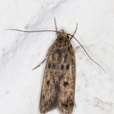 Hofmannophila pseudospretella (Brown House Moth) at Melba, ACT - 31 Jan 2022 by kasiaaus