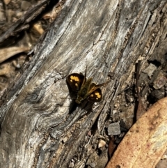 Ocybadistes walkeri (Green Grass-dart) at Molonglo Valley, ACT - 27 Mar 2022 by JimL