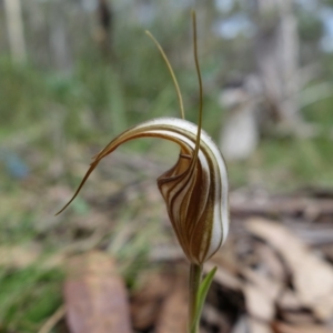 Diplodium coccinum at Brindabella, NSW - 28 Mar 2022