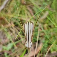 Diplodium coccinum at Brindabella, NSW - suppressed