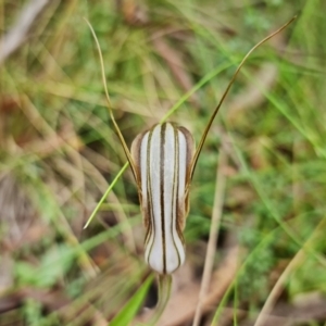 Diplodium coccinum at Brindabella, NSW - 28 Mar 2022