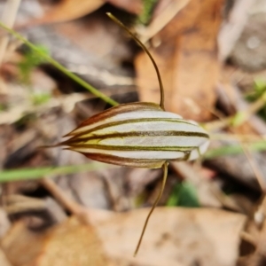 Diplodium coccinum at Brindabella, NSW - suppressed