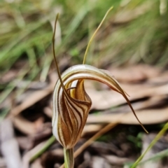 Diplodium coccinum at Brindabella, NSW - suppressed