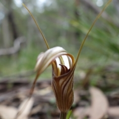 Diplodium coccinum at Brindabella, NSW - 28 Mar 2022