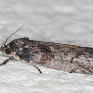 Oenochroa and Artiastis (genera) at Melba, ACT - 31 Jan 2022 12:40 AM