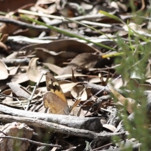 Heteronympha merope at Aranda, ACT - 27 Mar 2022