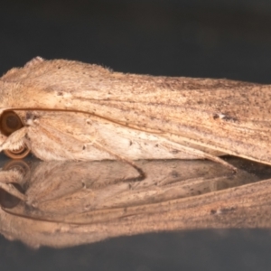 Mythimna (Pseudaletia) convecta at Melba, ACT - 31 Jan 2022