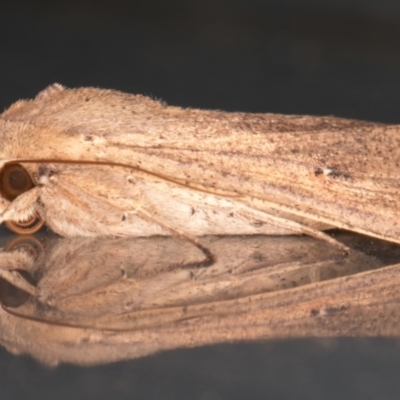 Mythimna (Pseudaletia) convecta (Common Armyworm) at Melba, ACT - 30 Jan 2022 by kasiaaus