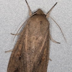 Mythimna (Pseudaletia) convecta at Melba, ACT - 31 Jan 2022