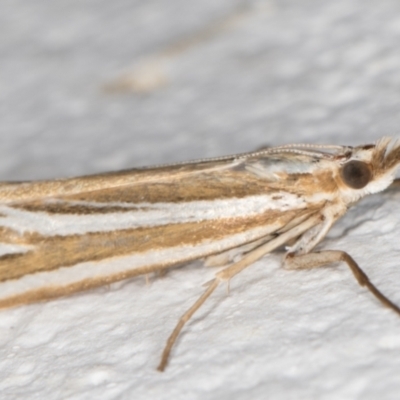 Hednota relatalis (A Crambid moth) at Melba, ACT - 31 Jan 2022 by kasiaaus