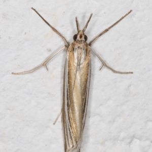 Hednota relatalis at Melba, ACT - 31 Jan 2022