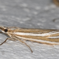 Hednota relatalis at Melba, ACT - 31 Jan 2022