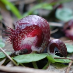 Corysanthes hispida (Bristly Helmet Orchid) at Brindabella, NSW - 28 Mar 2022 by RobG1