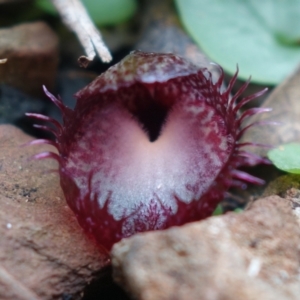 Corysanthes hispida at Brindabella, NSW - 28 Mar 2022