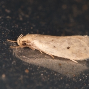 Oecophoridae provisional species 11 at Melba, ACT - 31 Jan 2022 10:50 PM